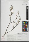 Foto von Salix atrocinerea Brot.